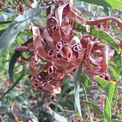 25 AUSTRALIAN BLACKWOOD TREE Black Acacia Melanoxylon Wattle