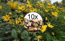 10x Jerusalem Artichokes Tuber Sunchoke Helianthus Tuberosus Roots tubers