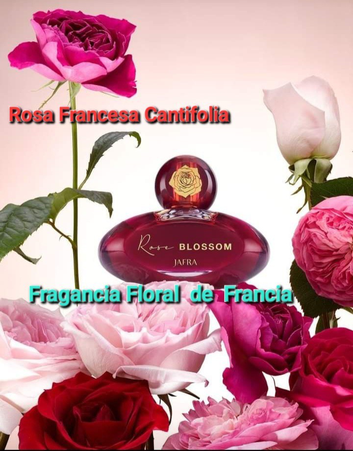 ROSE BLOSSOM (FLORAL SCENT) EAU DE PARFUM 1.7 FL.OZ BY JAFRA NEW- SEALED BOX 📦