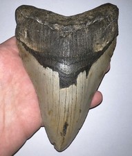 MONSTER MEGALODON Fossil Shark Tooth 6.05 INCHES! NO REPAIR!
