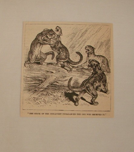 1884 magazine engraving ~ FIGHTING COUGARS