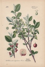 Cotoneaster - Dwarf Mistletoe THOME Chromolithograph from 1886 Maegdebusch