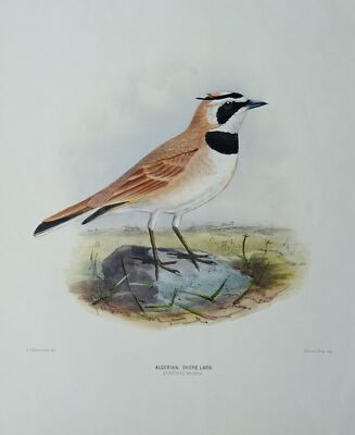 1871 antiker Vogeldruck ALGERISCHE UFERLERCHE von Henry E. Kommode, Keulemans