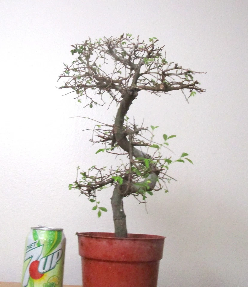 Beautiful Chinese Elm for mame shohin bonsai tree thick curving trunk - Image 4 of 4