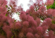 purple smoke tree 50 seeds, Cotinus coggygria,puffball flowers and purple leaves
