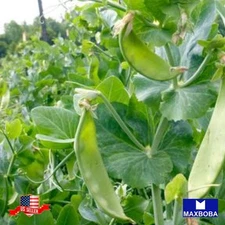 48 Pea Fresh Seeds Snow Mammoth Melting Sugar Pod Non-GMO Heirloom Vegetable