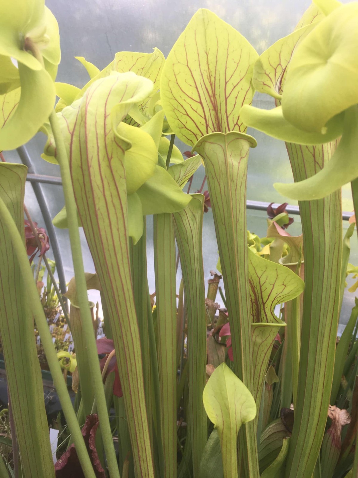 Sarracenia lot de 5 plantes carnivores d'extérieur robustes, sélection de cultivars de collection
