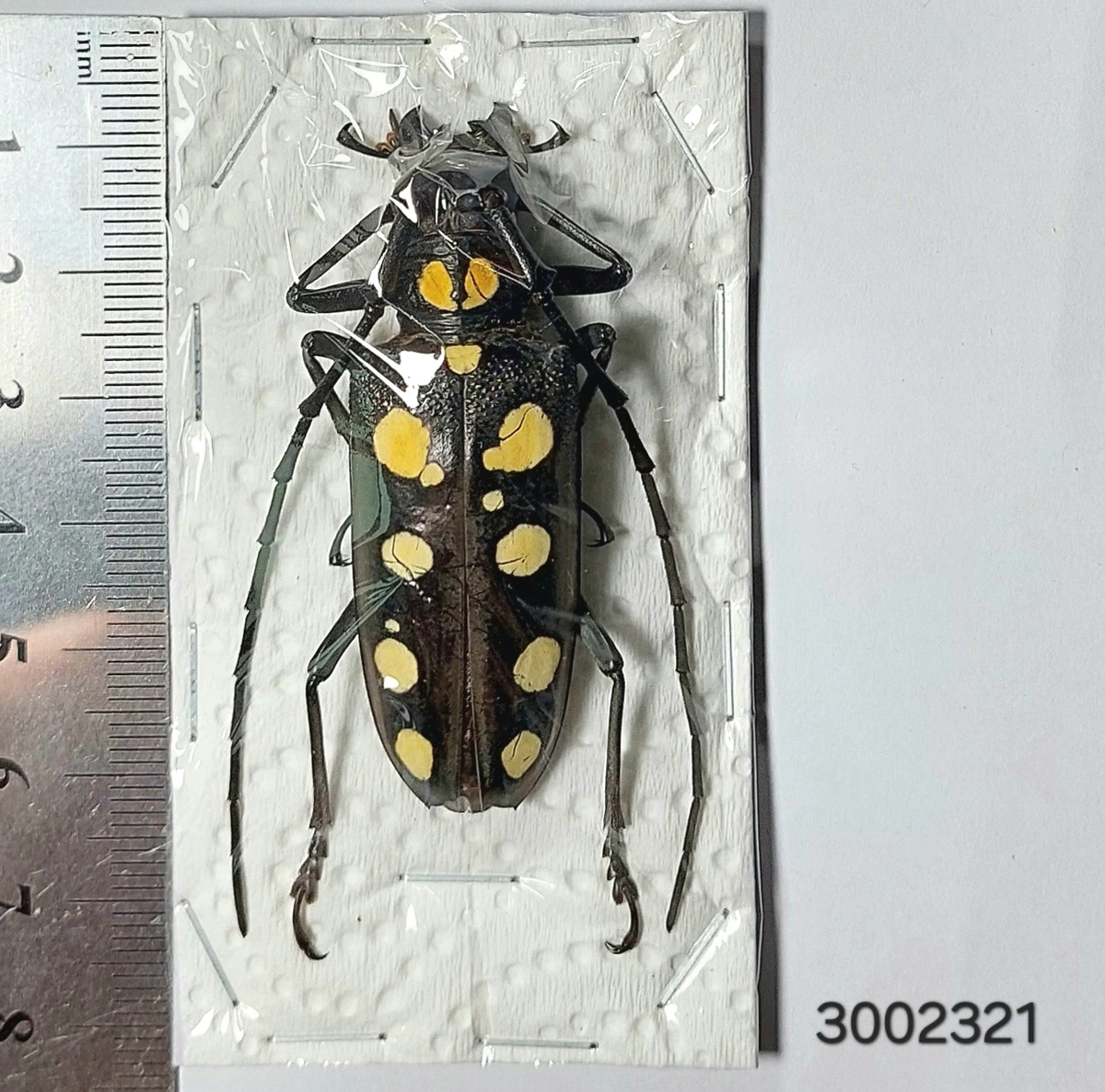 Batocera for sale | eBay