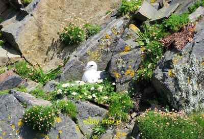 Photo 12x8 Fulmar on the cliff Hogha Gearraidh Difficult to tell whether t c2019