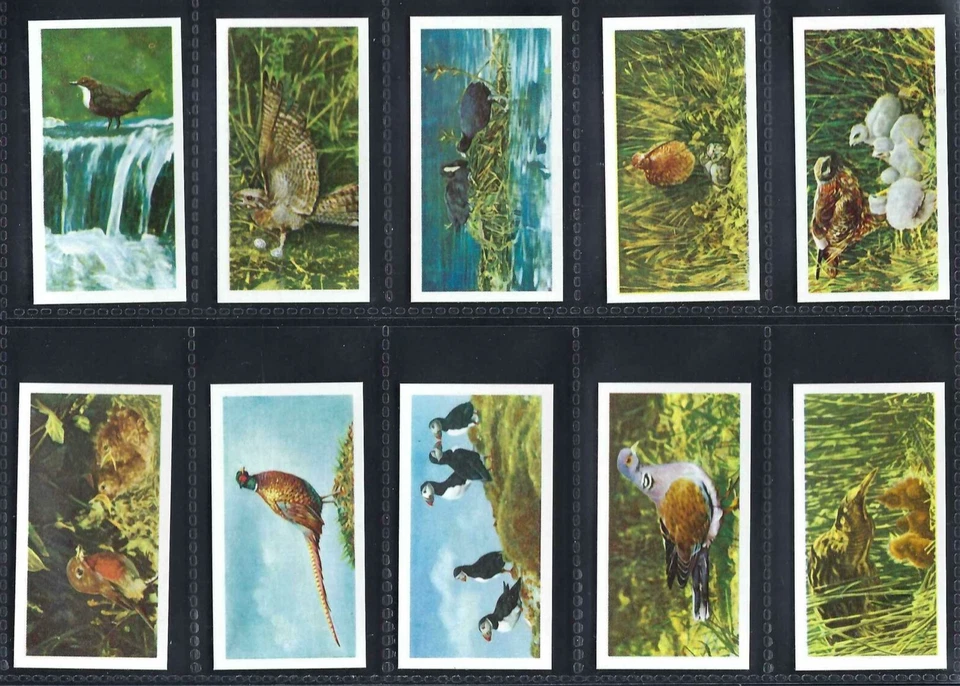 BROOKE BOND - BRITISH BIRDS - FULL SET OF 20 CARDS - Image 3 of 4