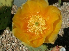 Opuntia hybrid 'Caprock' x 'Al Parker' - 10 seeds, seeds