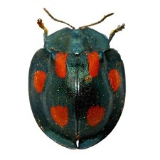 chrysomelidae - Adalia bipunctata | MEXICO |  AS PICTURED | A1/A1-