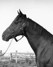 Assault Photo Horse Racing Picture 8x10