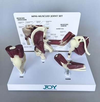 Human Body 4 Major Muscle & Joint Systems Knee Shoulder Elbow Hip Joint Model