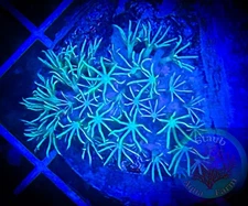 SAF~Green Star Polyp Coral Frag Plug “WYSIWYG” GSP, Soft Corals, reef, Live