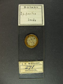 Antique microscope slide. J. P. Wright. Bristol. "Epipactis Seeds".