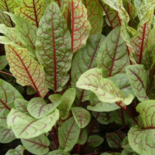 AEGISGEAR Bloody Dock Aquatic Marginal Pond Plant - Thumbnail 5