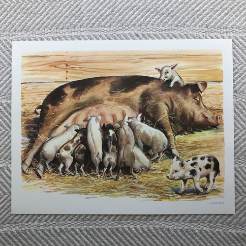 Teaching Picture Piglets and Sow Hogs Pigs Mid Century Print 1966 DCC Pub Co
