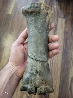 Massive Fossil Bison Metacarpal 10.5 inches long Latifrons / Antiquus ???