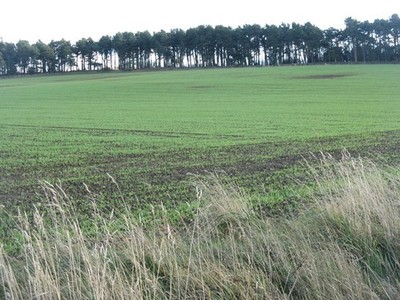 Foto A3 Winterweizen bei Kinleith Currie schön gekeimt und schaut um 2011