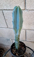 Myrtillocactus Geometrizans 'Elite' Tiny Blue Candle Cactus 12.5H Plant