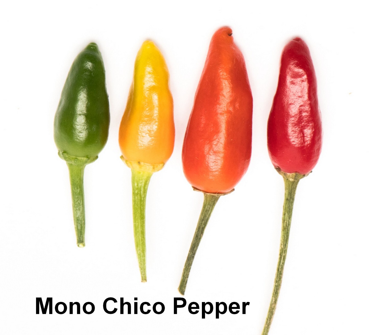 SEED- Mono Chico Monkey Boy New World Peru Hot Pepper Sweet Fruity Smoky Flavor