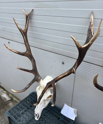 Massive Red Deer Antlers Skull Taxidermy Home Decor Hunting Wall Floor Standing 