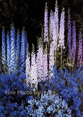 1940 Vintage EDWARD STEICHEN Delphinium Flower Garden Heidelberg Photo Engraving