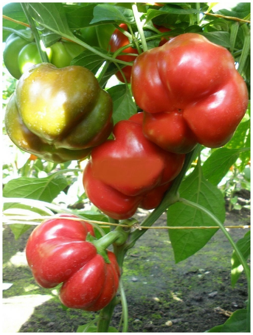 PEPPER SWEET TAMINA F1 - 10 SEEDS