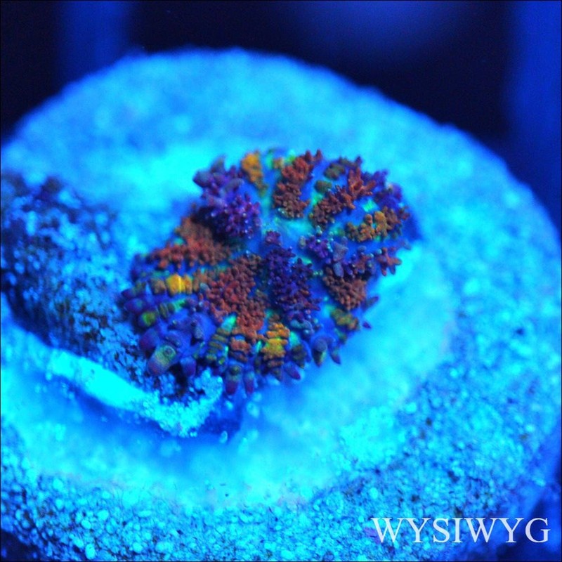 Corals of Eden ~ WYSIWYG Live Coral Frag ~ Mad Max Disco Mushroom Coral