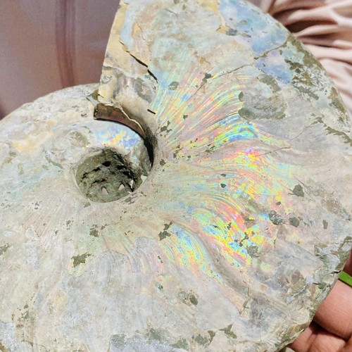 Caracola de iridiscencia natural de 3,3 lb fósil de amonita cámbrica geología cristalina - Imagen 5 de 14