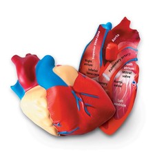 Learning Resources Cross-Section Human Heart 5 x 5 x 5 inches, Multi-color