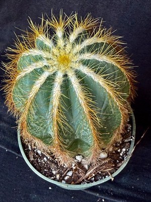 Notocactus magnificus, cactus plant