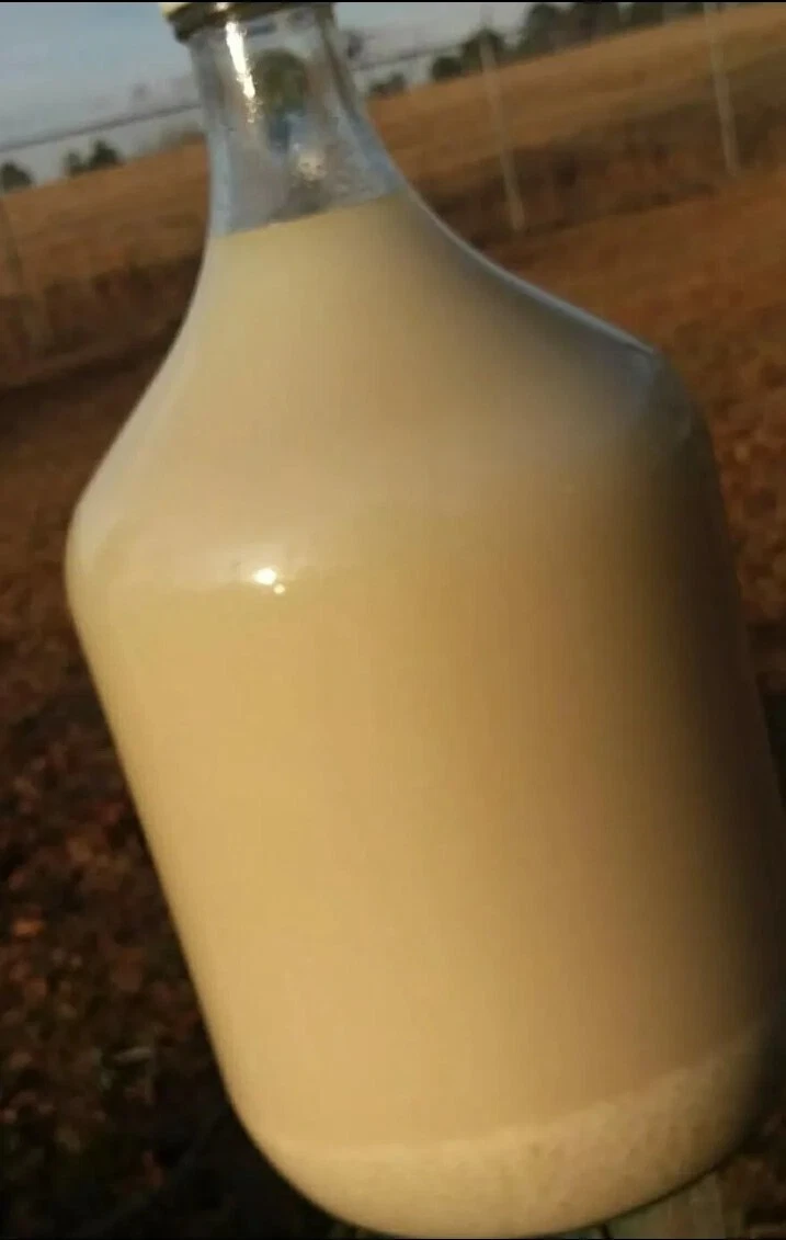 Organic Fermented MORINGA Rice Milk Hair Growth Serum