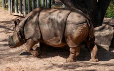 Digital Image Picture Photo RHINO