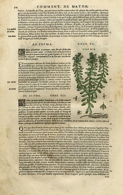 Antiker Druck - Botanik - Sedum - Oro de Risco - Mattioli - S. 514 - Anonym - 1572