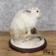 #30195 P | Standing Snowshoe Hare Life Size Taxidermy Mount For Sale