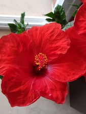 RED HIBISCUS , ESTABLISHED PLANT , WILL BE SENT BARE ROOTS,  19/05/26