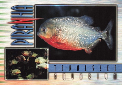 Postcard TN Chattanooga Piranhas Tennessee Aquarium