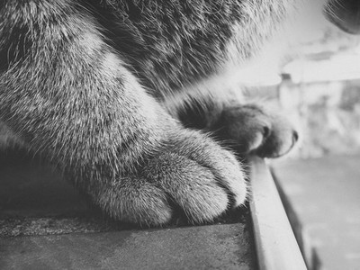 Anime cats animals monochrome macro Play Gaming Mat Desk Game Desk Playmat Mat