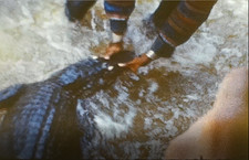 FLORIDA ALLIGATOR WRESTLING, SEMINOLE TABLE, FL US 8MM HOME Movie Film Reel C172