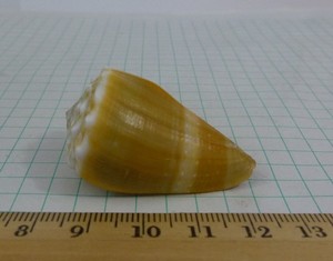 Conus lividus, F++ 44mm Hawaii