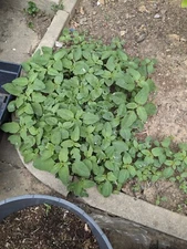 500+ Amaranth Seed | Green Leaf Lu Hsien| data shak | dugi | Chinese xian cai