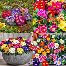 300+ Mixed Primrose Primula Flower Seeds Perennial Primula Seeds for Planting No