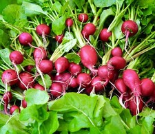 1000 x Radish Cherry Belle Seeds Fast Growing Finest Quality Vegetable Seeds