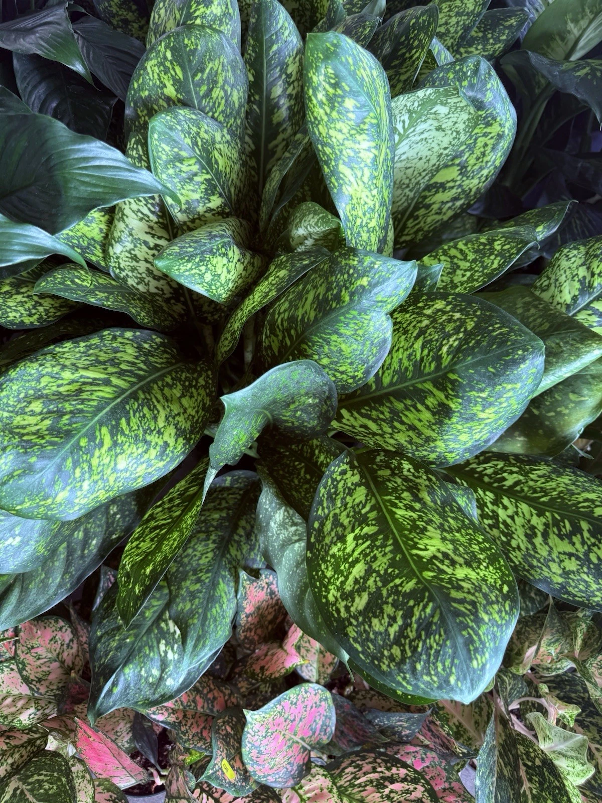 Aglaonema known as Chinese Evergreen Plant