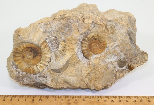 Ammonit, Arnioceras semicostaum, Jura, Sinemur, Holderness, Yorkshire, UK -f59 - Bild 5 von 5