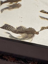 6 Pack LF Brown Spotted/calico Pleco 1 inch Fedex 2 Day Shipping