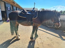 Big Horn Western Saddle. Black Leather. 15" New  Stirrups, Girth & Cinch Straps.