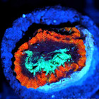 Corals of Eden ~ NON WYSIWYG Live Coral Frag ~ Black Hole Favia Coral ~ LPS — photo 2